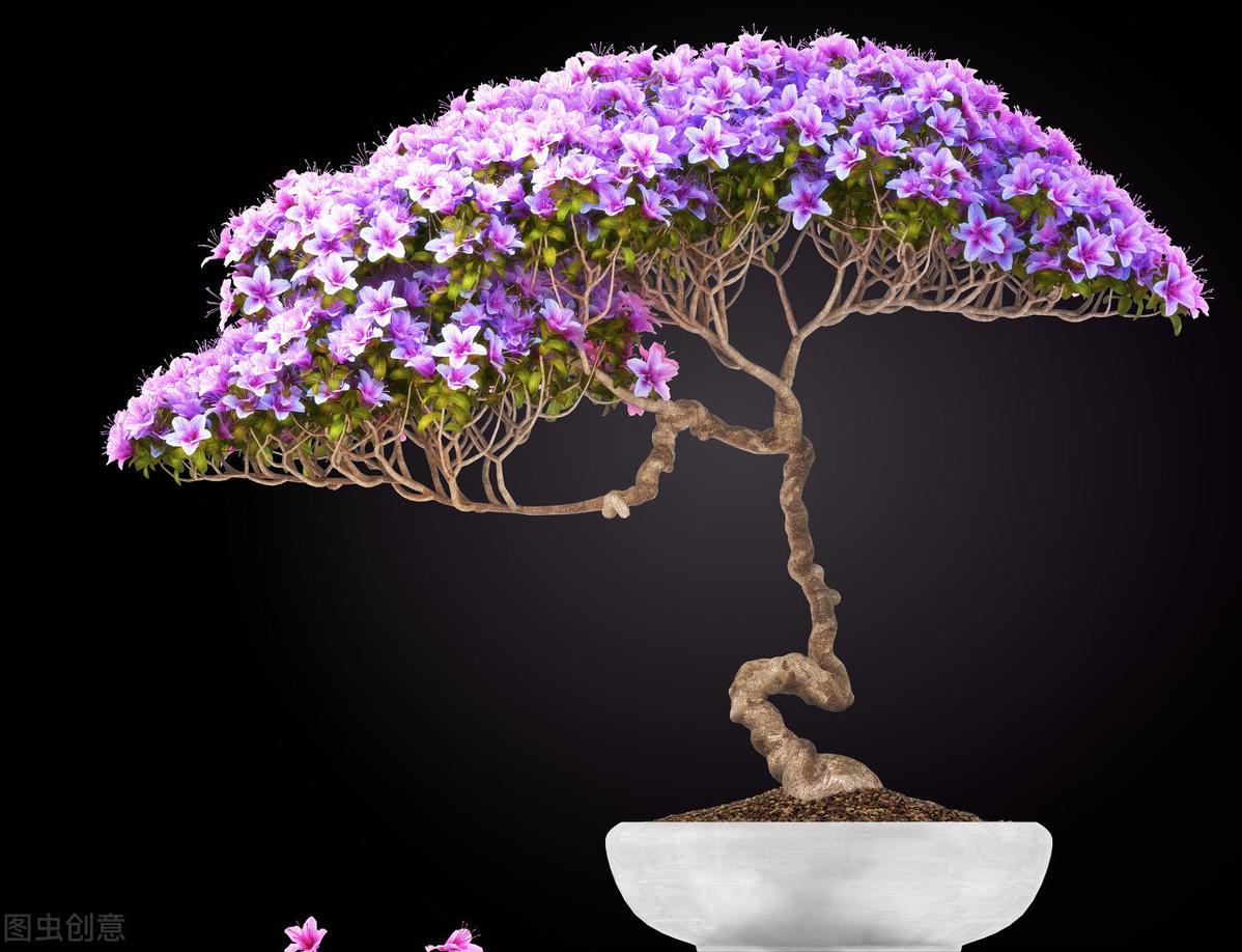 盆景增粗矮化方法黄杨,盆景增粗矮化方法松树