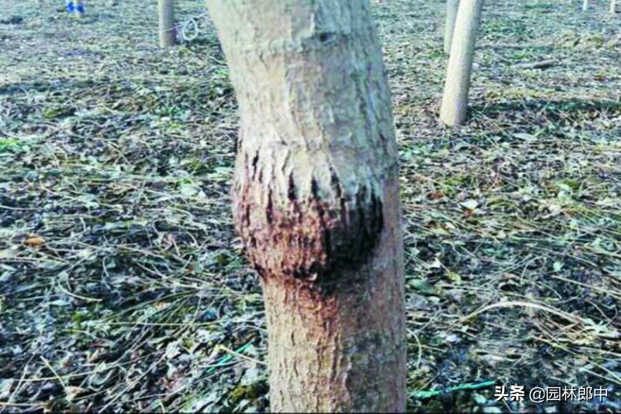 国槐树干长疙瘩怎么回事,国槐树长瘤子怎么办