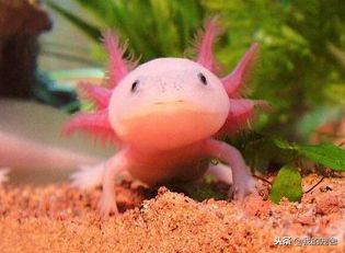 世界上最好看的六角恐龙,又肥又大的六角恐龙