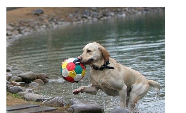拉布拉多为什么受美国欢迎,拉布拉多真香
