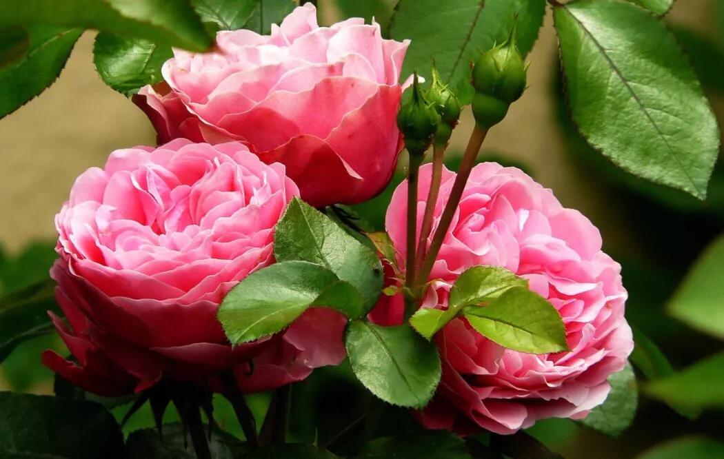 新手养花入门必学什么技能,新手养花入门必学教程