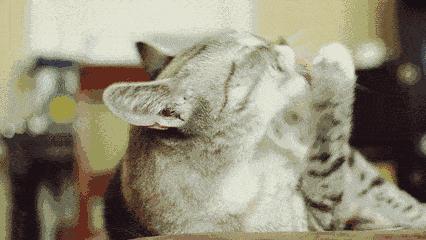 消毒水能驱走臭屁虫吗,口水可以杀菌消毒吗