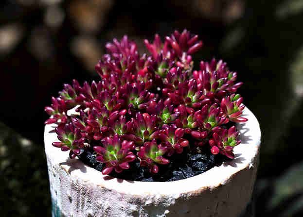 多肉紫米粒怎么爆盆,紫米粒多肉怎么养老桩好看