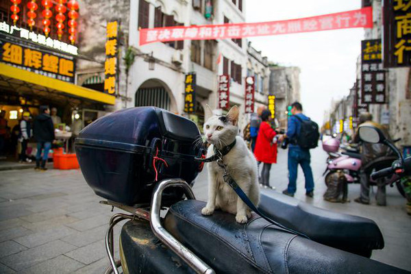 北海沧桑老街在哪里,北海老街西街往事