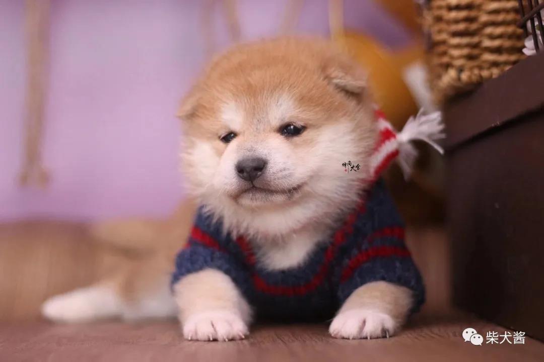 柴犬幼犬价格2000一只,宠物店主推荐猫种类