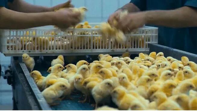 乡贤带领农民增收致富,种植甜香瓜带动村民致富