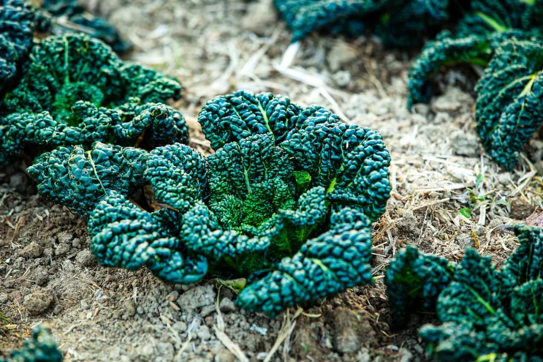 随州十大必买特产,随州特产三宝