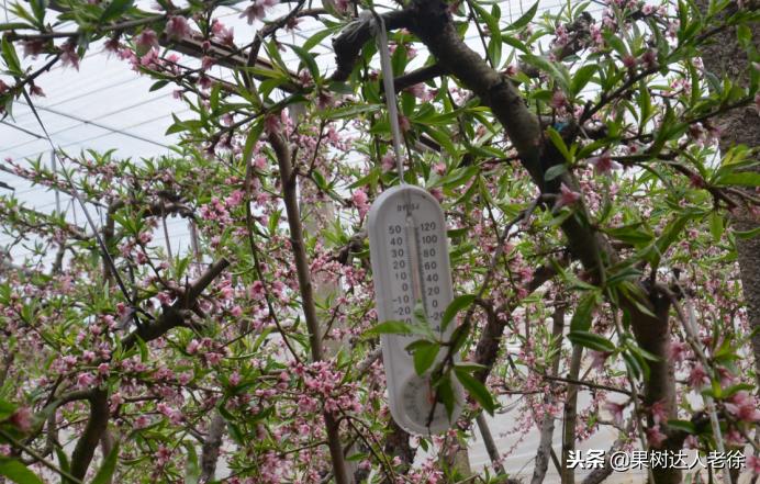 大棚桃树花期可以抹芽,大棚桃种植前景