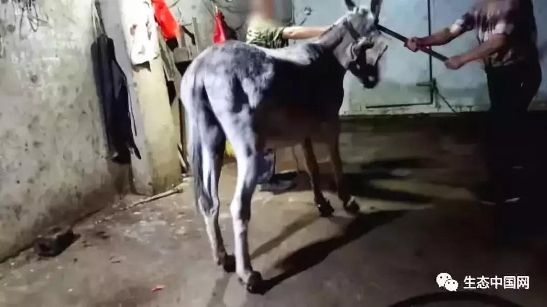 浼犺涓殑闃胯兌,閭ｄ簺琚璇濈殑闃胯兌