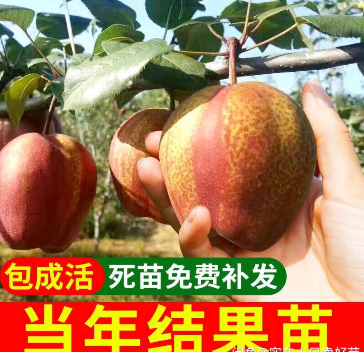 晚秋黄梨树苗哪里有售,早熟红心梨树苗出售