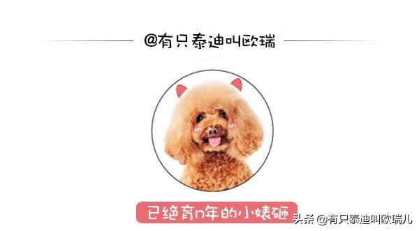 一半都领养！45只汪搭游览车出去玩整团狗下车路人抢合照！