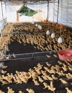 老婆牙疼的特效药,老婆牙疼痛的特效药