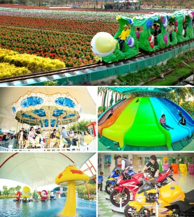 去百万葵园旅游,带小孩去百万葵园玩