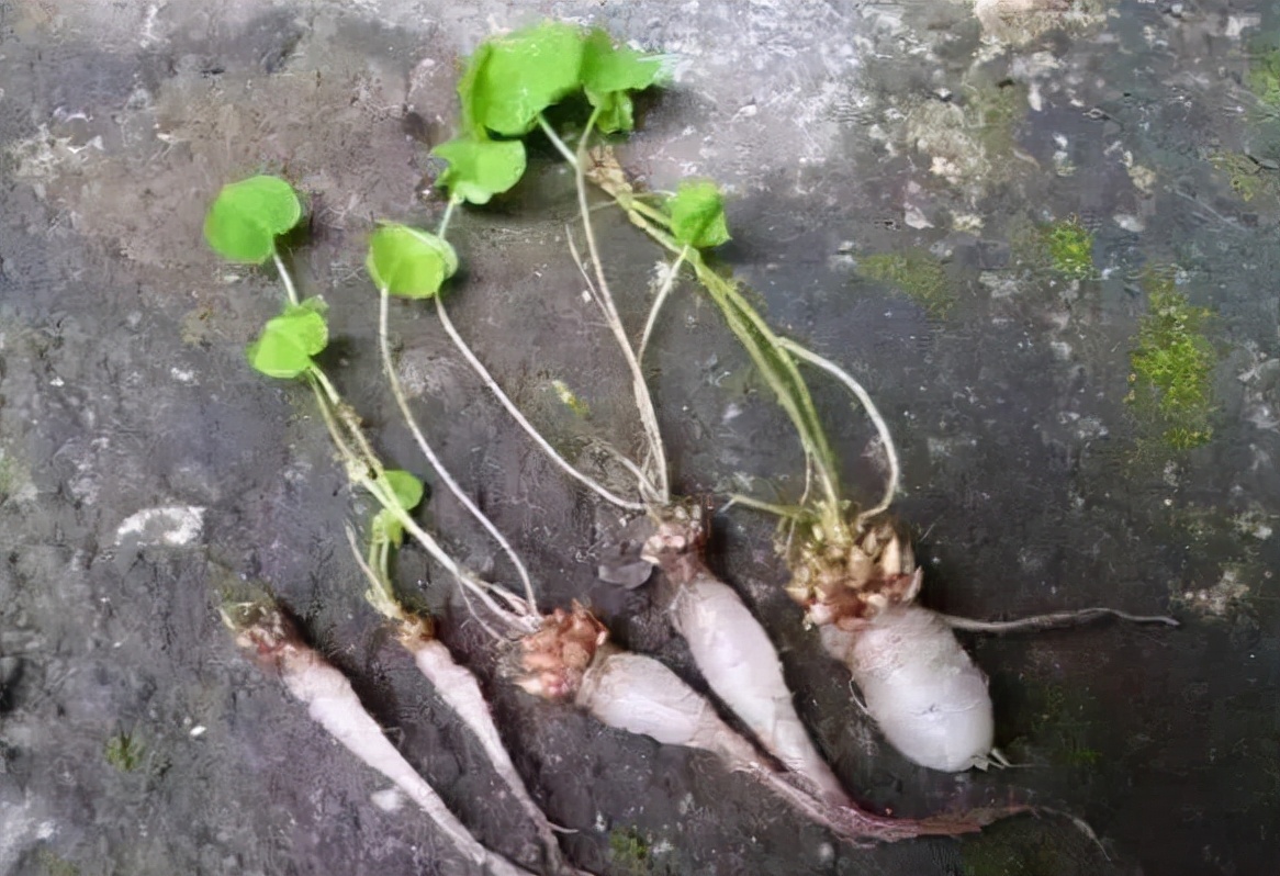小时候经常见又叫不上名字的植物,一些常见的能吃的植物名称