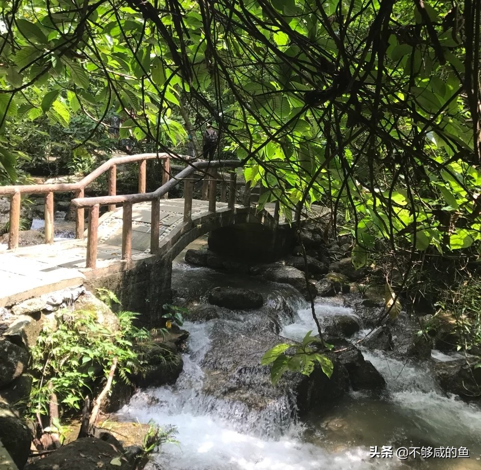 广西高峰森林公园星空露营,广西大容山森林公园露营