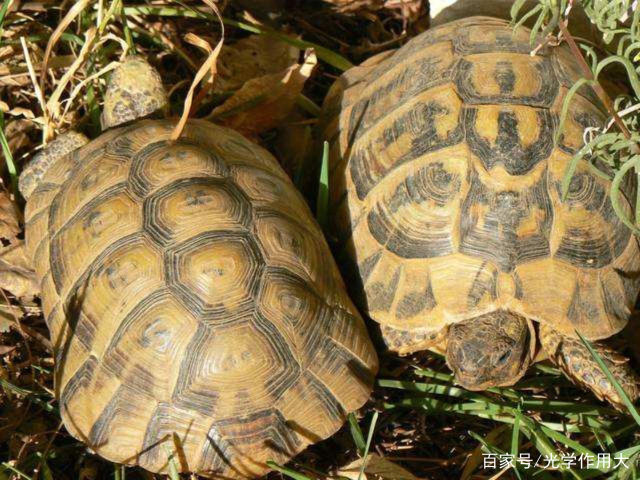 欧洲陆龟排酸吗,欧洲陆龟的图片
