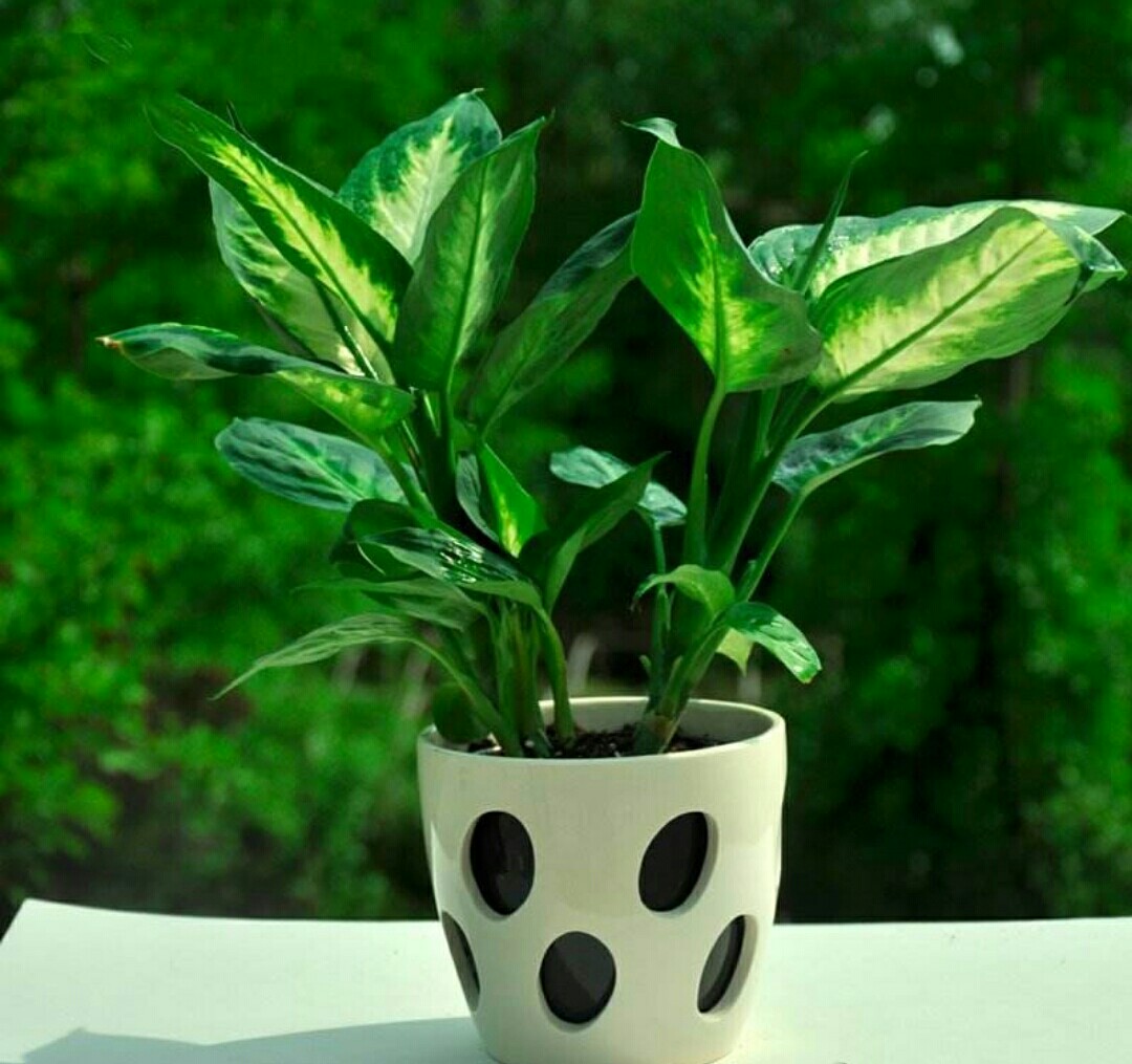 花卉误喷了除草剂怎么补救,花卉药害能自愈吗