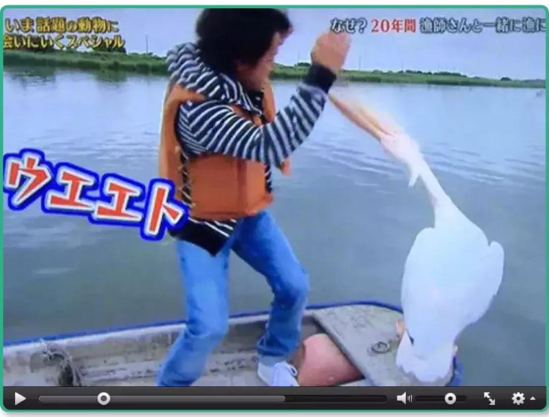 鸟界广东人，没什么是它不敢吃的……