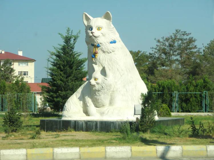 国宝是只猫！论凡尔赛，我只服土耳其