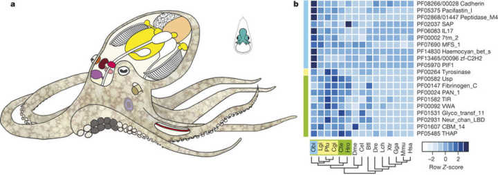 章鱼是不是地球上最聪明的生物 (科学探索章鱼的高智商来自哪里)