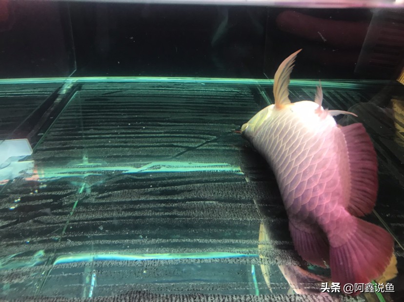 红龙蒙眼用什么药最好,红龙蒙眼很厉害怎么办