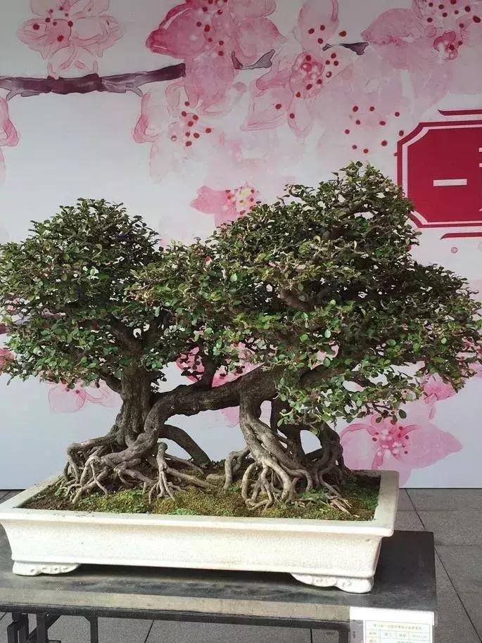 最值得收藏的六种盆景树种是哪种,常见的盆景树种有哪些