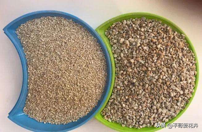 夏季室内小黑飞怎么消灭最彻底,防小黑飞的植物