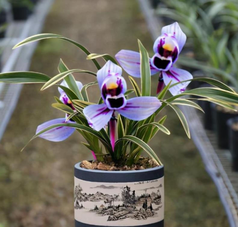 养兰最好的兰花品种,养荷花兰用什么土