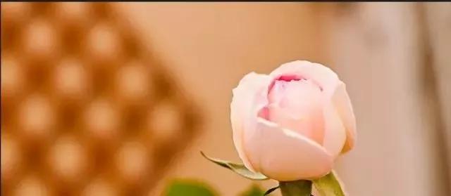 每天学习一点点各种花代表的花语,每天学习一朵花知识