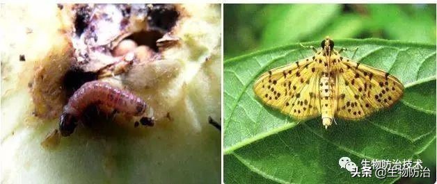 蛀干害虫是钻蛀害虫吗,果树枝干钻蛀害虫图片