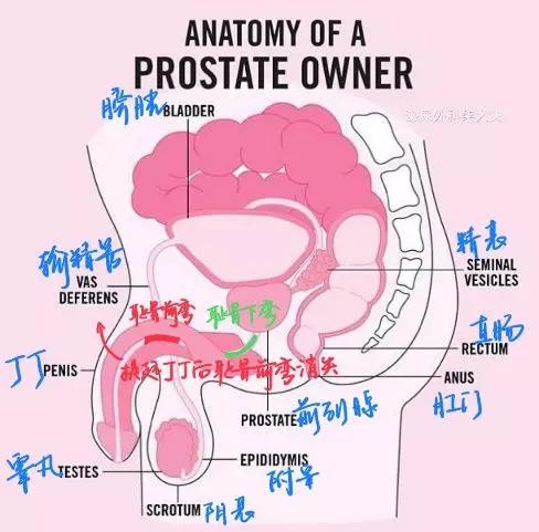男人只能站着尿尿吗？男人如果坐着尿尿……