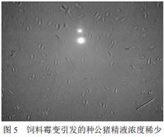 春季养猪，猪群霉菌毒素中毒的防治办法