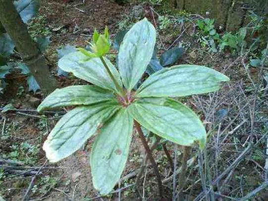 林子里看见“这草”，别踩踏别破坏，如今价值高，望保护