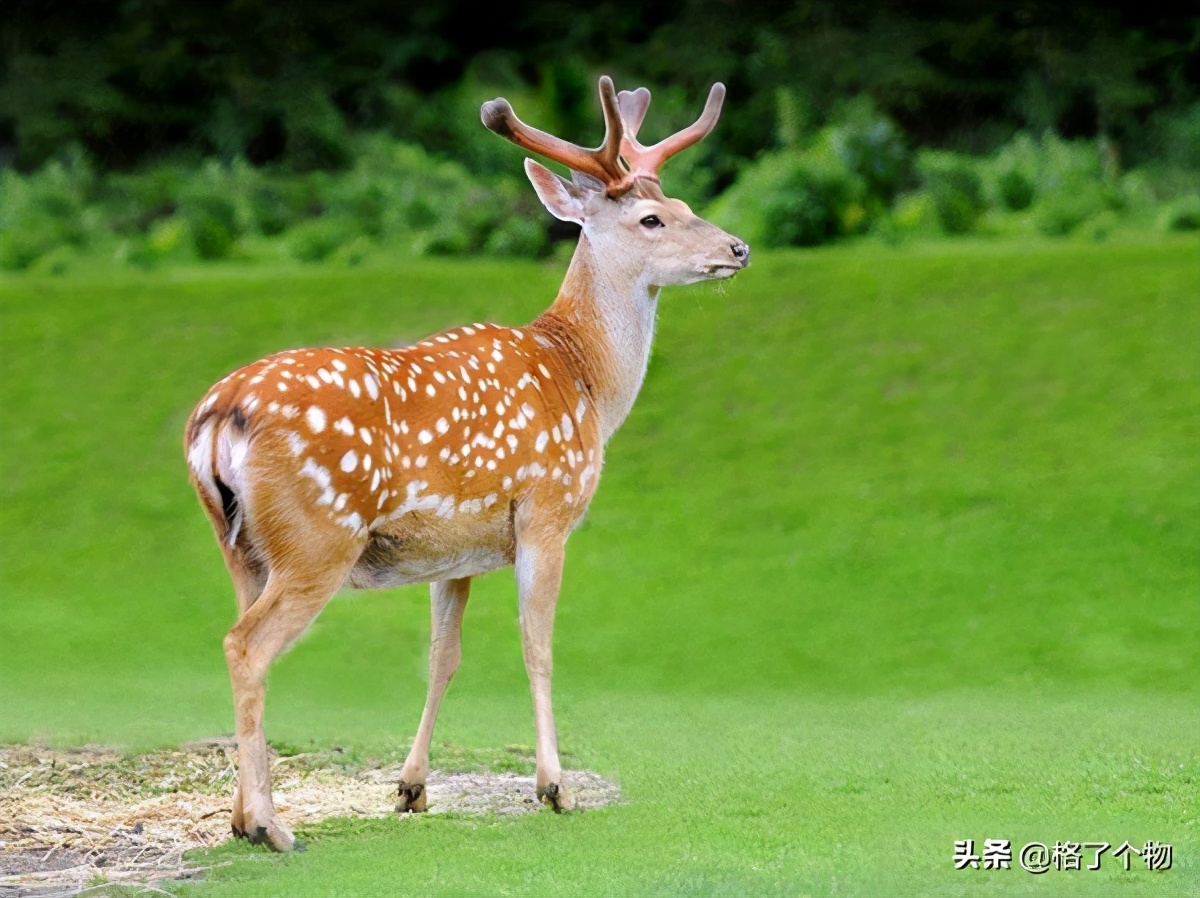 世上最长寿的动植物,古老有寓意的动植物