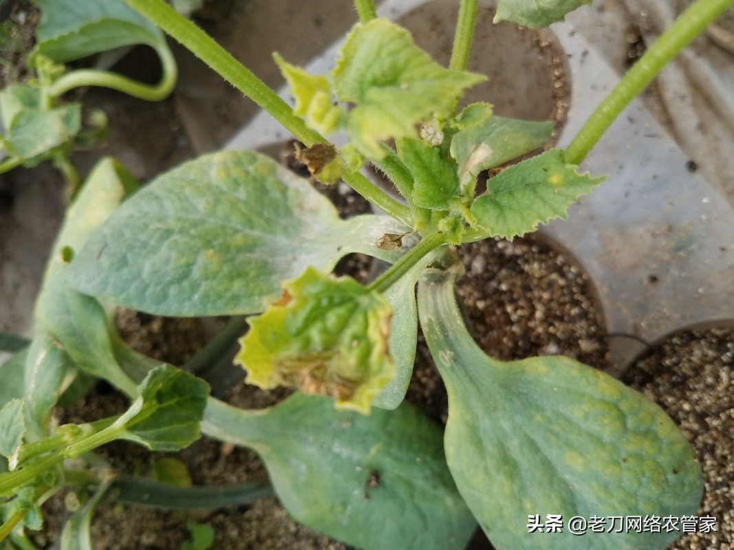 甜瓜得了病怎么治,久红瑞甜瓜病害图片及其防治方法