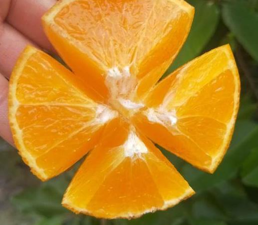 最新最有前景的柑橘新品种,真正有前景的柑橘新品种有哪些