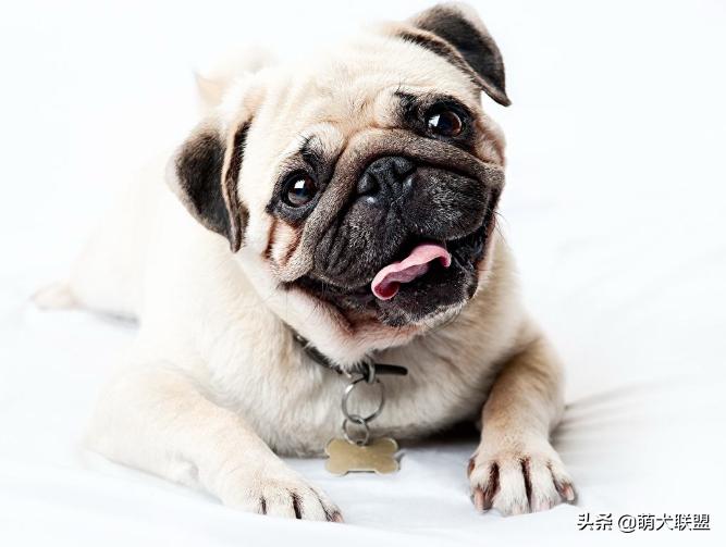 安静不爱叫的狗狗品种,比较安静的狗狗有哪些