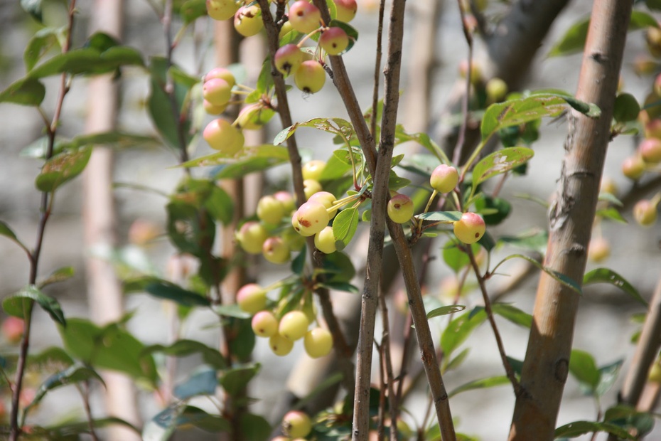 米亚罗-大美理礼县