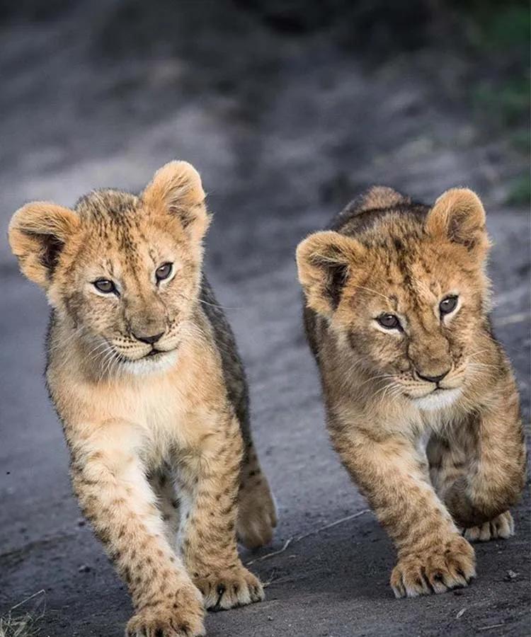 世间稀有的白色长颈鹿母子，在非洲被残忍猎杀，发现时只剩骨骼