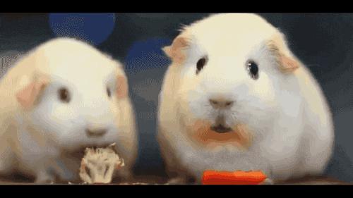 沾福气会不会把花花卡沾走,花花卡哪个福最容易出