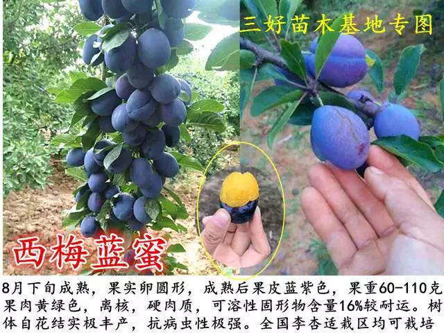 盆栽西梅种植方法全过程,加州西梅的种植秘密你了解多少