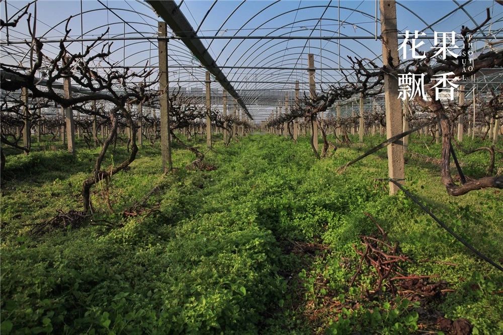 葡萄园有什么发展,葡萄园投入和收入