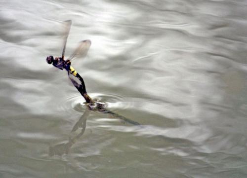 蜻蜓的缘分,命运的缘分完整版视频