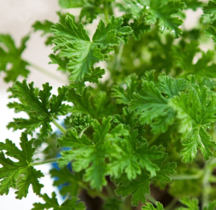 驱蚊草的养殖方法与技巧,养花除虫小妙计视频教程