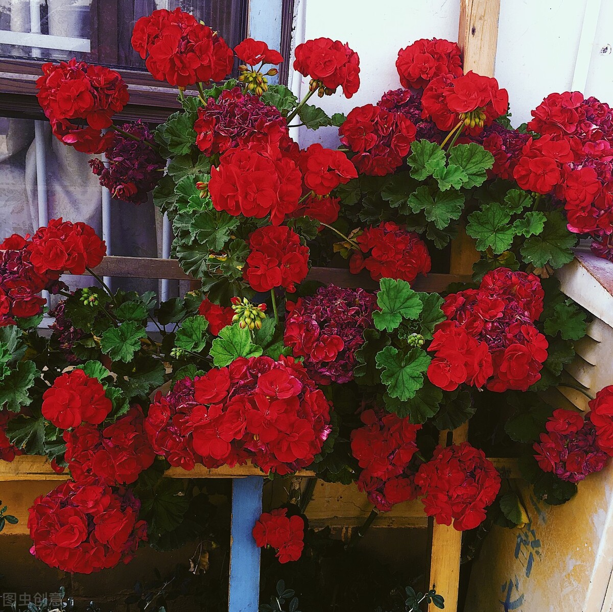 养花越用心好像越成为负担,养花赚钱的方法