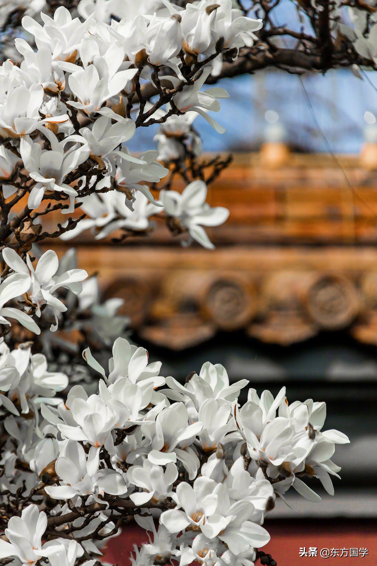 @所有人,周末一起赏玉兰,五处北京玉兰美景