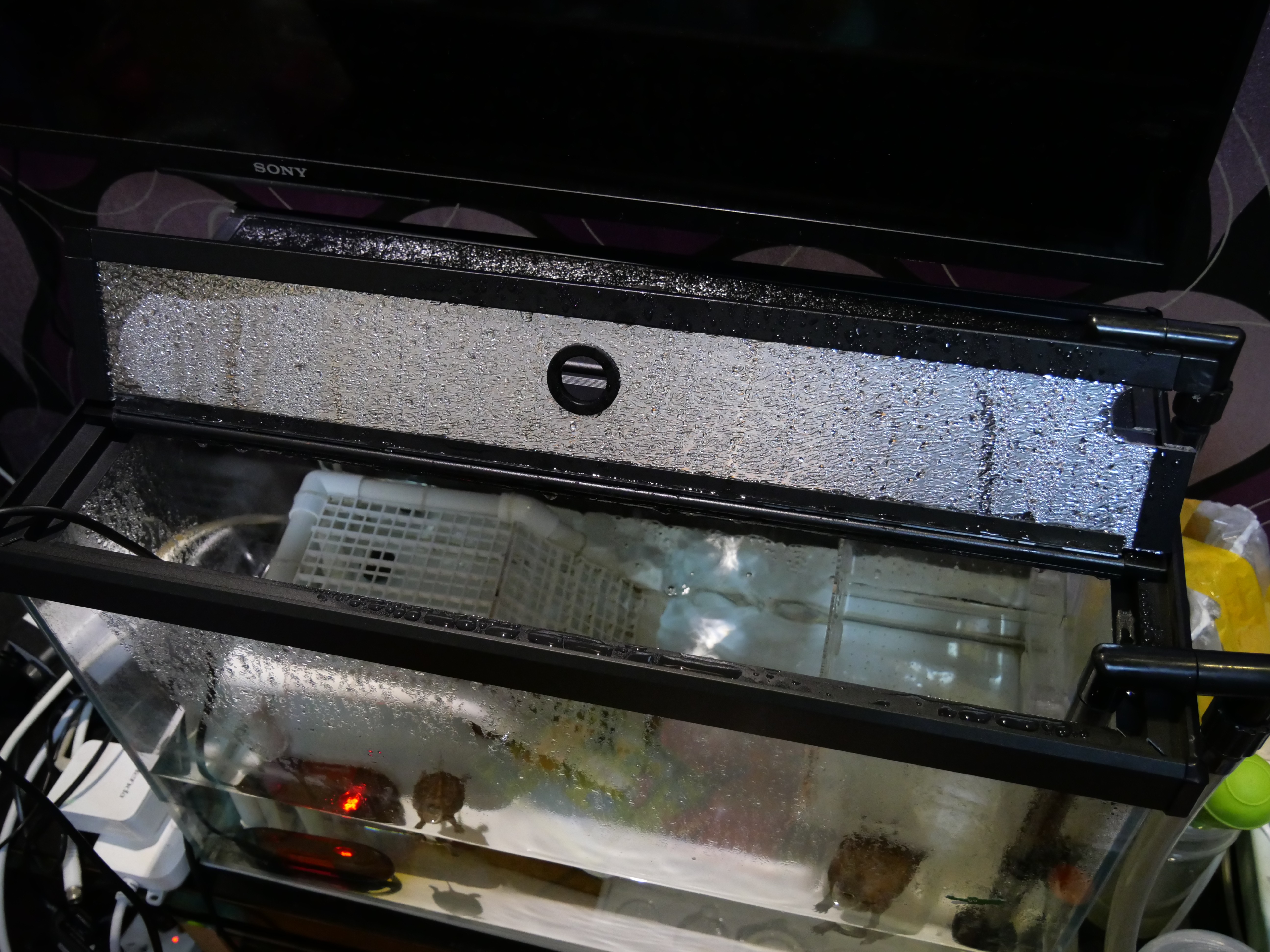 从乌龟下蛋到孵出小乌龟全过程,蛋龟刚出壳的龟苗怎么养