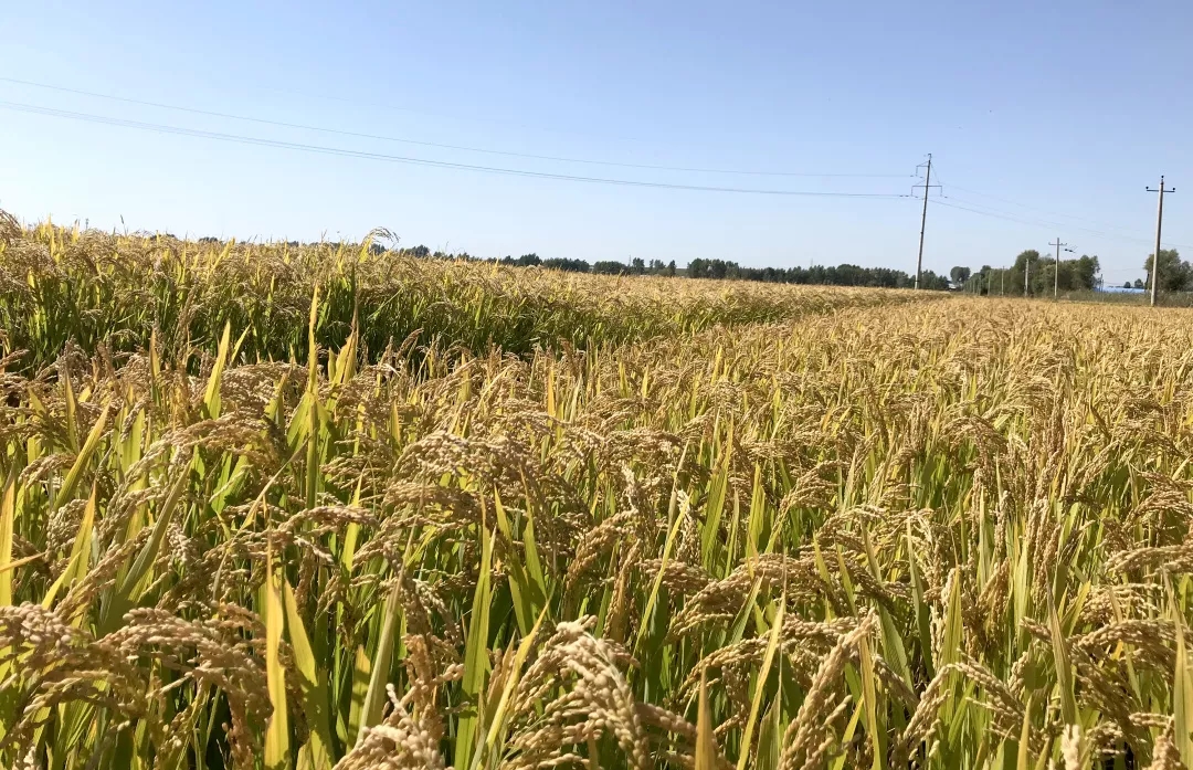 初遇这粒寿司米，一见却倾心