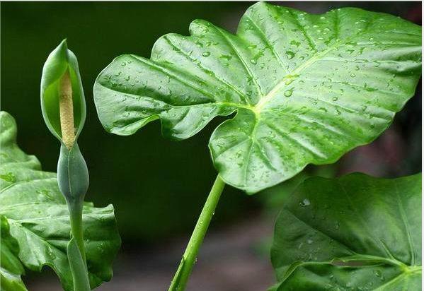 10种最毒花卉,20种大毒花