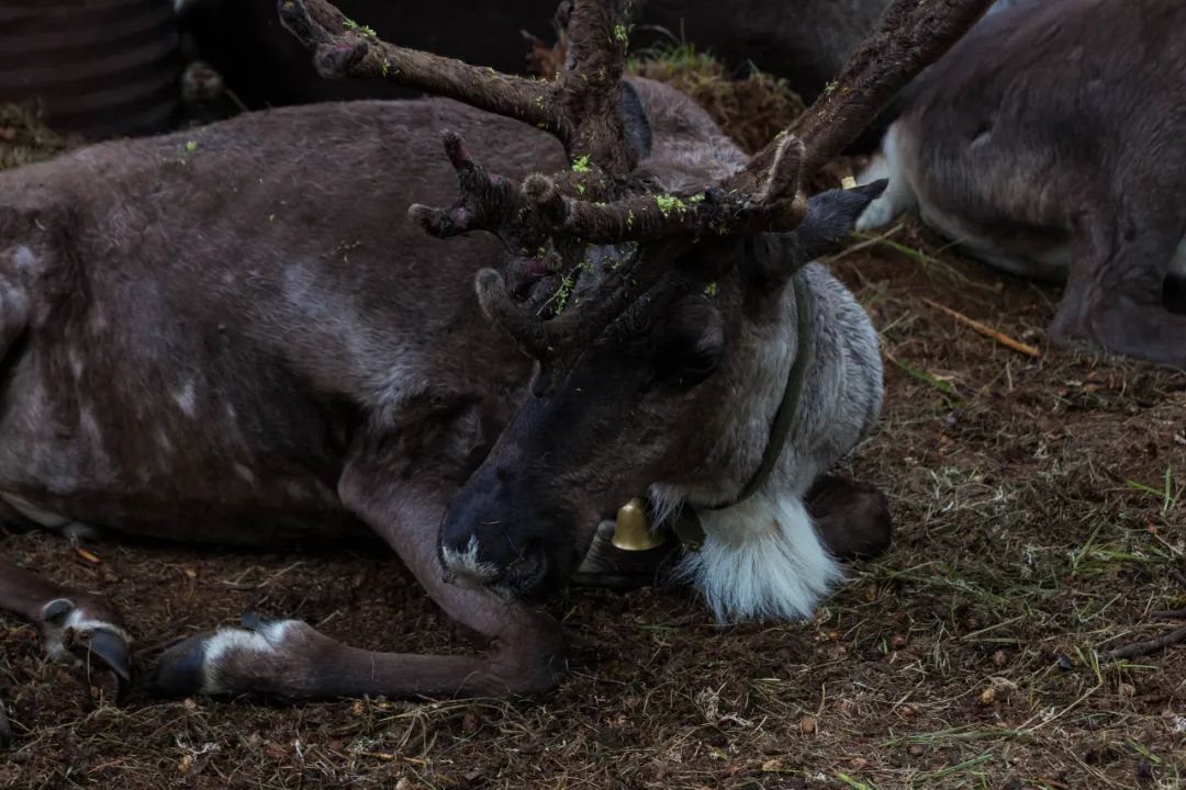 自驾三天呼伦贝尔大草原,自驾去呼伦贝尔草原七日游的攻略